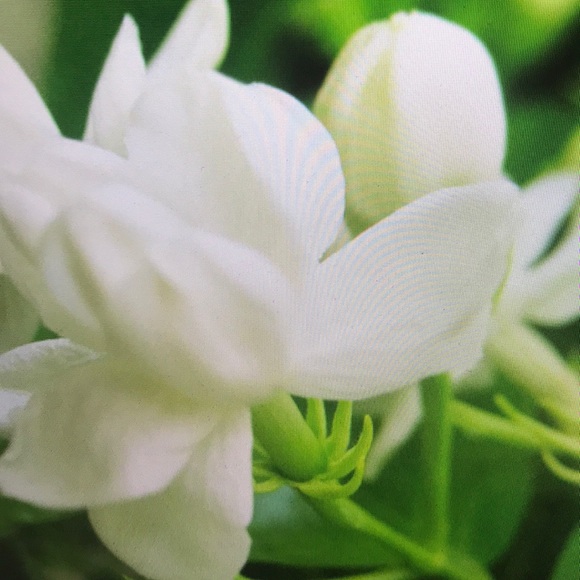 Meet your Posher, Jessie - Picture 1 of 1